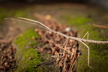 Brown stick insect (Diapheromera femorata) on a green moss: perfect example of mimicry