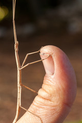 Brown stick insect (Diapheromera femorata) on a inch hand: perfect example of mimicry