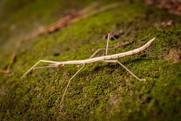 Brown stick insect (Diapheromera femorata) on a green moss: perfect example of mimicry