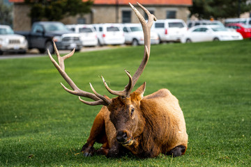 Deer elk wildlife animals in Yellowstone national park in Wyoming , United States of America