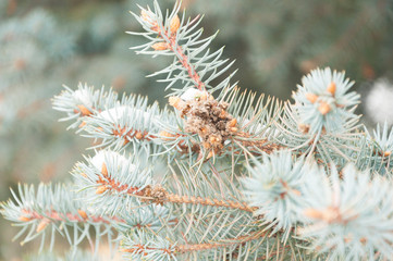 Christmas winter snowy spruce branch