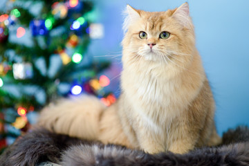 Naklejka na ściany i meble Cute British Longhair cat indoor