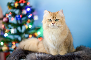 Cute British Longhair cat  indoor