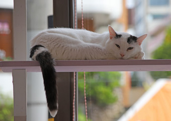 白黒の猫