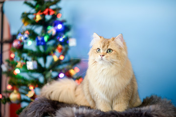 Cute British Longhair cat  indoor