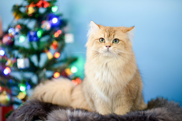 Cute British Longhair cat  indoor