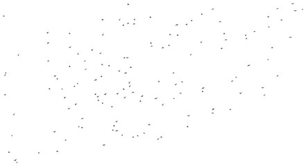 Flock of birds isolated on white background