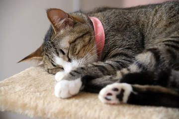 ぐっすり眠る猫