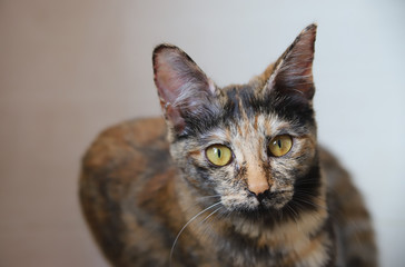 こっちを見ている猫