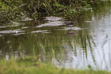 Green sandpiper (Tringa ochropus)