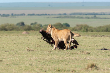 A lioness dragging carcass away from waiting vultures inside Masai Mara National Reserve during a wildlife safari