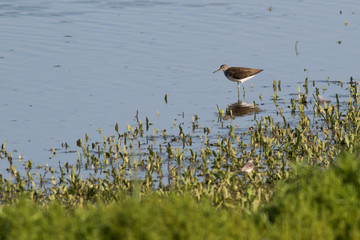 Green sandpiper (Tringa ochropus)
