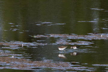Green sandpiper (Tringa ochropus)
