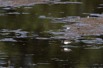 Green sandpiper (Tringa ochropus)