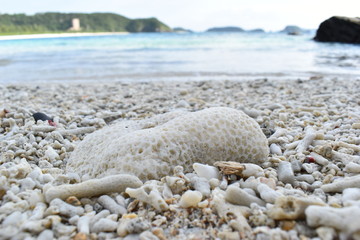 Fototapeta na wymiar 古座間味ビーチ (Zamami island/Okinawa)