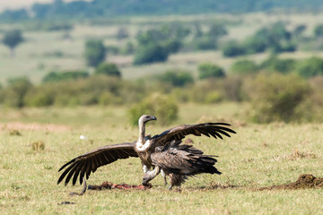 A portrait of white-backed vulture waiting in the plains of Africa inside Masai Mara National Reserve during a wildlife safari