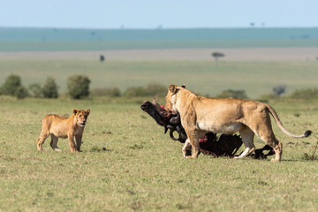 A lioness dragging carcass away from waiting vultures inside Masai Mara National Reserve during a wildlife safari