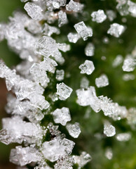 White snowflakes on a green leaf of grass as an abstract background