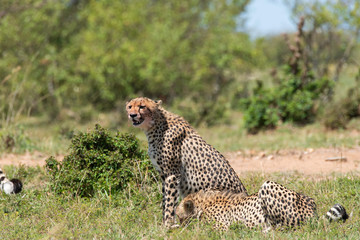 A female cheetah sitting alone in the plains of Africa inside Masai Mara National Reserve during a wildlife safari