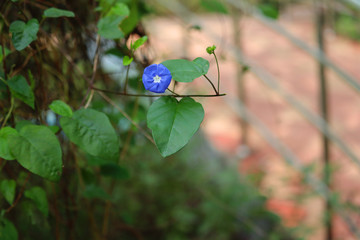 blue flower with green leaf macro