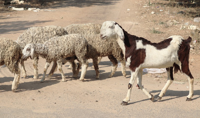 A scene having a goat and some sheeps