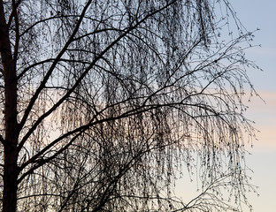Tree branches on a sunset background