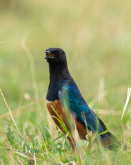 A superb starling sitting on the ground looking for insects inside Masai Mara National Reserve during a wildlife safari