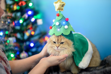 Obraz premium Cute British Longhair cat indoor