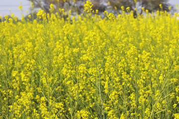 An eye catching mustard flowers background