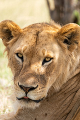 A closeup of lioness face relaxing in the plains of Africa inside Masai Mara National Reserve during a wildlife safari