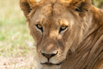 A closeup of lioness face relaxing in the plains of Africa inside Masai Mara National Reserve during a wildlife safari