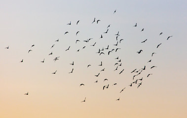 A flock of birds at dawn