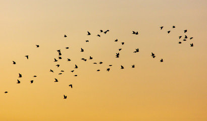 A flock of birds at dawn