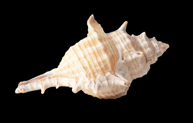 Sea shell isolated on a black background
