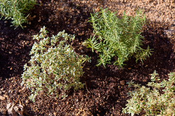 ハーブ、ガーデニング、ガーデン、植物、緑、自然、ローズマリー