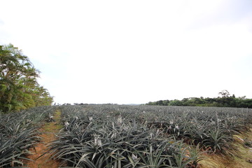 パイナップル畑