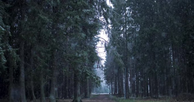 first snow blanket in forest.