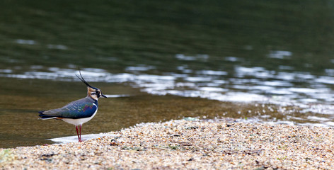 single lapwing standing on shingle