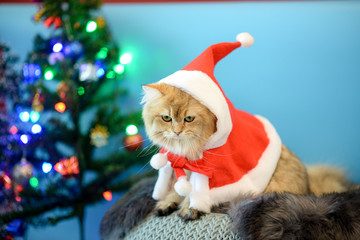 Cute British Longhair cat  indoor