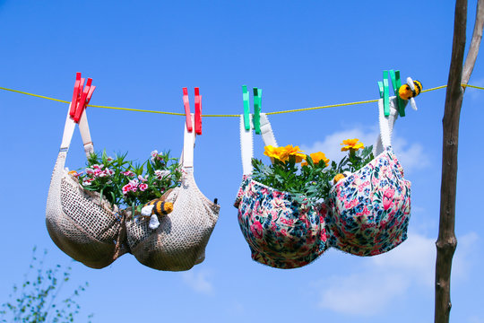 Funny photo of recycled old bra/brassier pegged on a washing line with plants growing in the cups against a blue sky