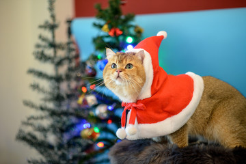 Cute British Longhair cat  indoor