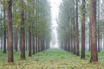 Line up of trees in a forest farm during a misty morning.
