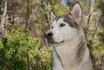 Alaskan malamute in a natural environment