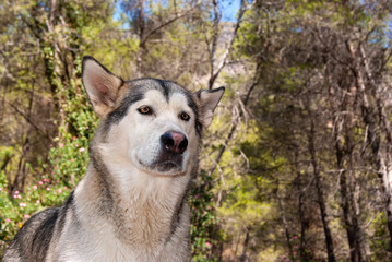 Alaskan malamute in a natural environment