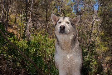 Alaskan malamute in a natural environment