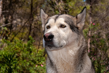 Alaskan malamute in a natural environment