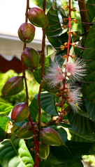 Barringtonia procure flower hanging from the tree