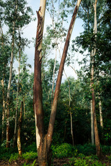 Fototapeta premium Tropical forest with eucalyptus trees in mountians