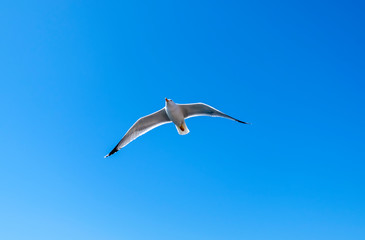 seagull in flight