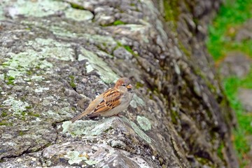 Sparrow bird stands on stone covered with moss and lichen.